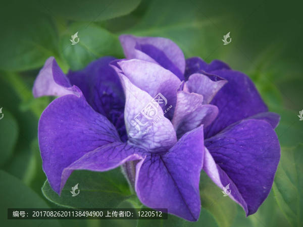 矮牽牛的紫色填充