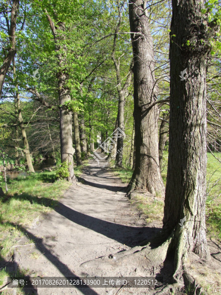 佛羅里達州üsterallee