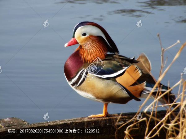 鳥