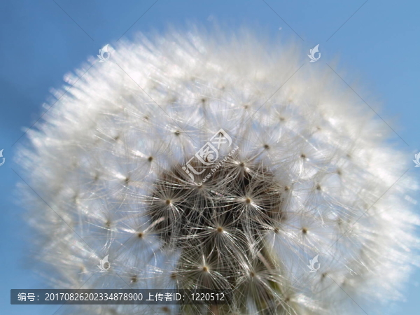 蒲公英