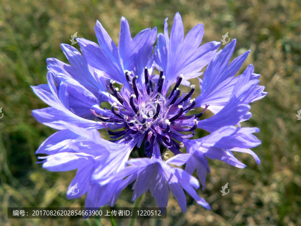 藍(lán)色的光芒