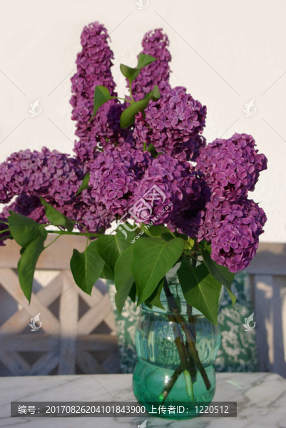 花園里的花