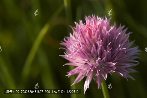 韭菜II