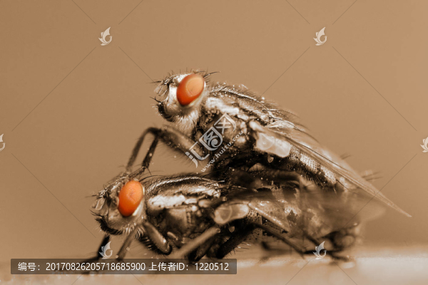 微距