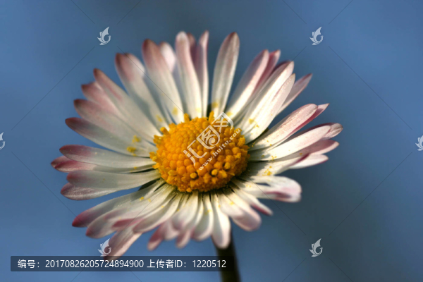 蟲眼