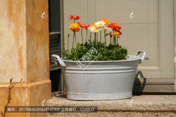 綠色木