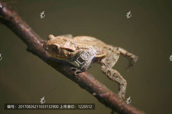 大蟾蜍