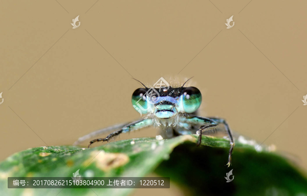 準(zhǔn)備進(jìn)攻