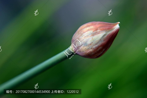 韭菜芽