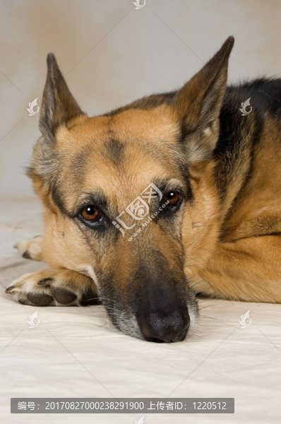 動物