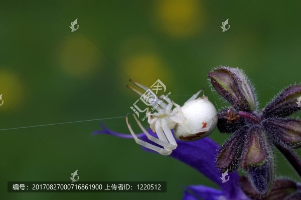蜘蛛蜘蛛