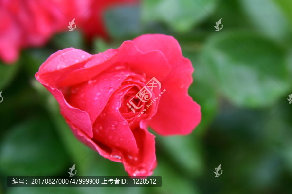 花卉