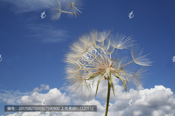 藍色