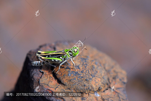 蚱蜢