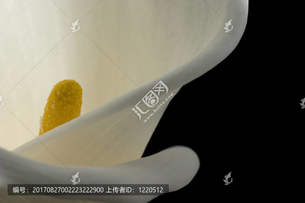 一個白色的馬蹄蓮宏