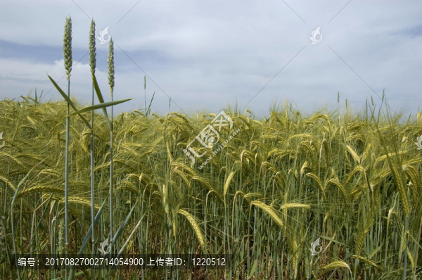 三個(gè)陌生人
