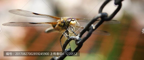 四點(diǎn)ooooooo,ooooooo蜻蜓