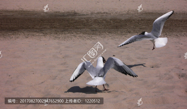 海鷗在烏瑟多姆島