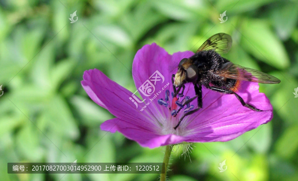 大黃蜂