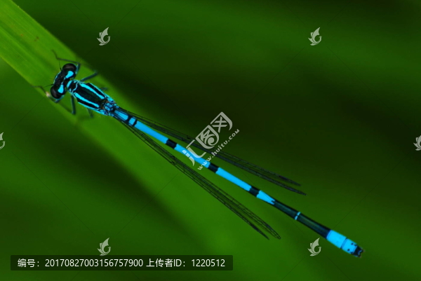 azurjungfer男性