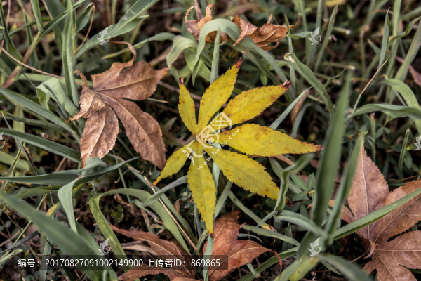 楓葉
