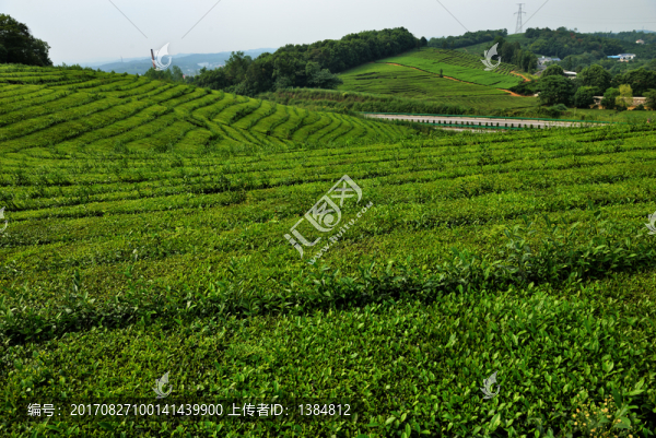 茶園,茶園美女