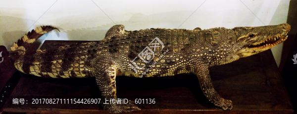 鱷魚標(biāo)本