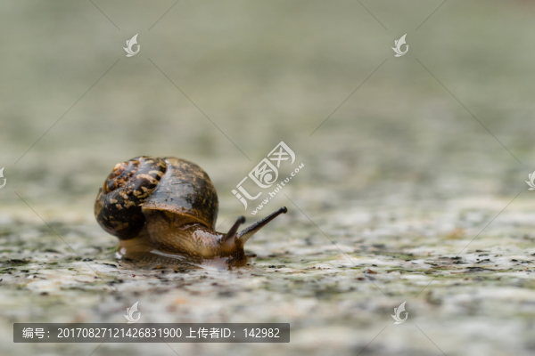 蝸牛