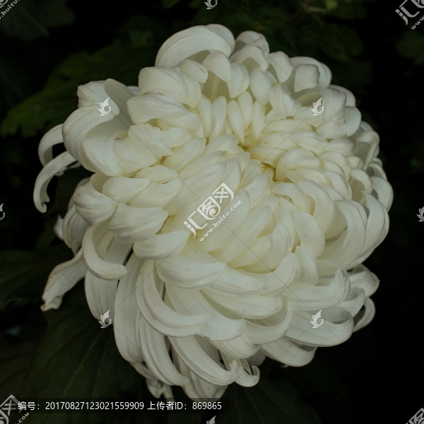 菊花
