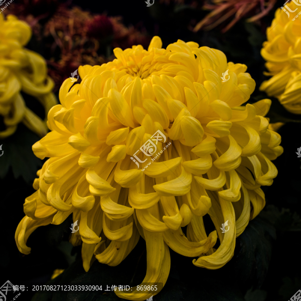 菊花