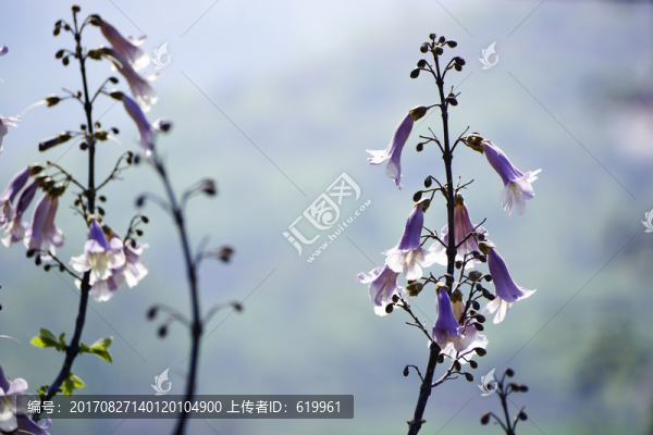 梧桐花