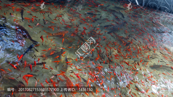 魚類養(yǎng)殖