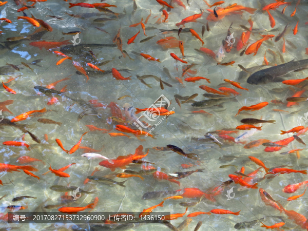 金魚養(yǎng)殖