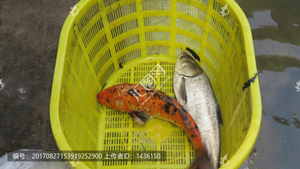 魚