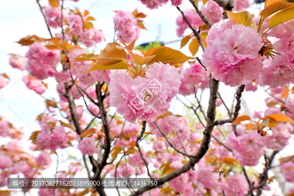 櫻花