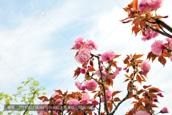 櫻花