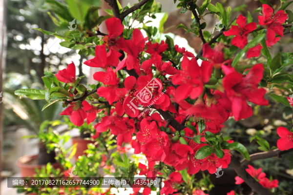 紅梅,三角梅