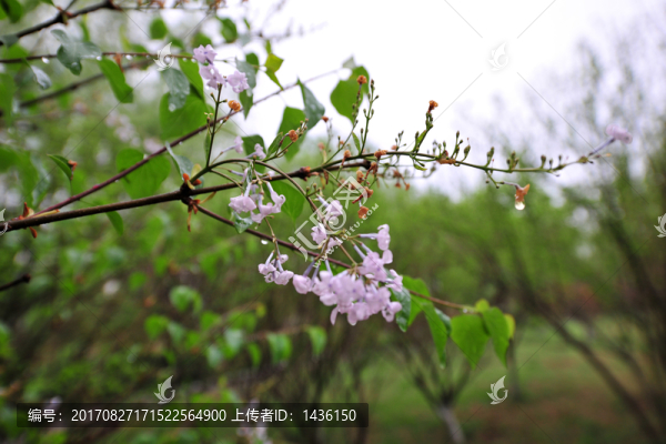 紫薇,紫色花
