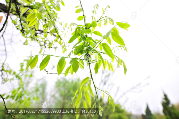 綠葉,樹葉