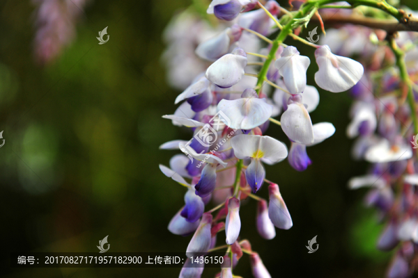 紫藤花