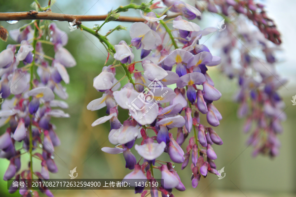 園林景觀,紫藤花開