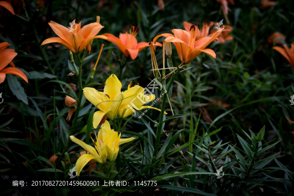 百合花