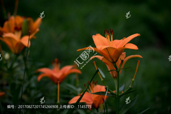 百合花