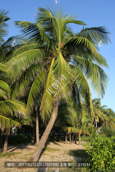 椰樹(shù),陽(yáng)光
