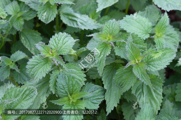 蕁麻
