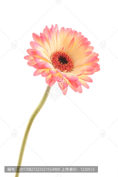 非洲菊