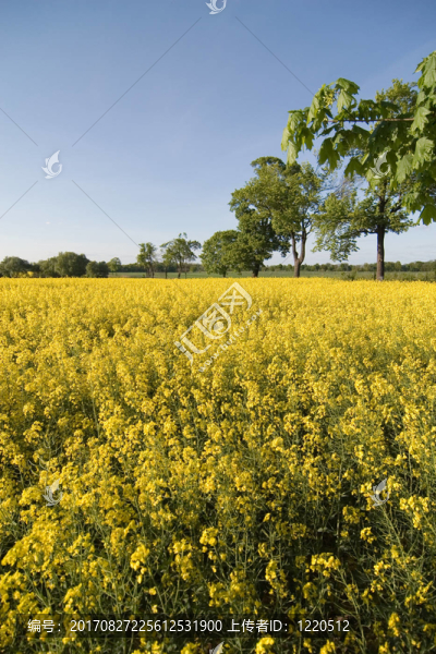 rapsfeld,hochformat