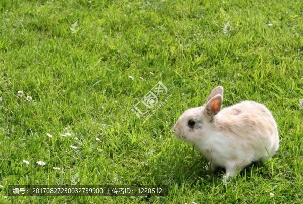 動物