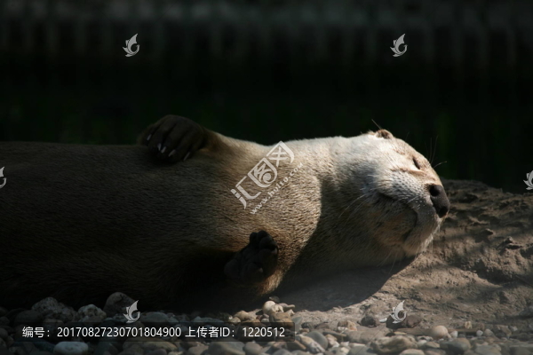 動物