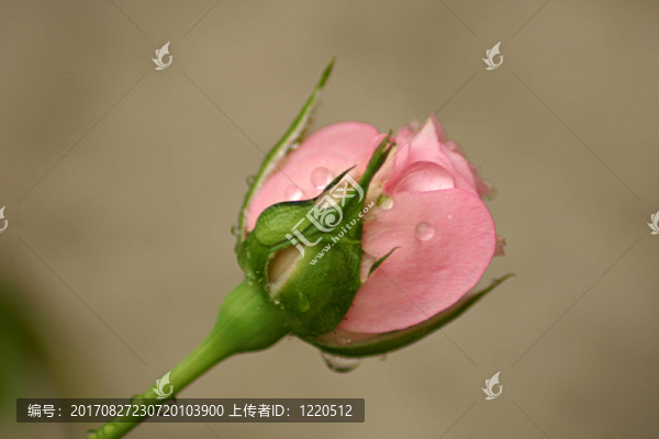 花園
